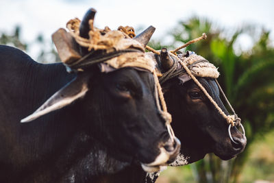 Close-up of cows