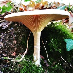 Close-up of mushroom growing on field