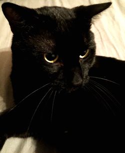 Close-up portrait of cat