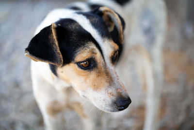 Close-up of dog looking away