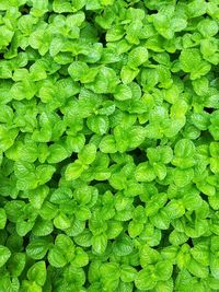 Full frame shot of green leaves