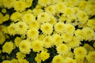 Close-up of yellow flowering plants