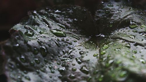 Close-up of water drops on leaf