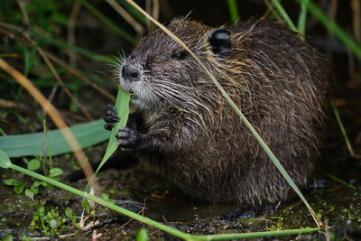 Close-up of an animal representation