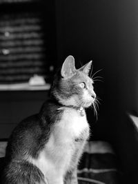 Close-up of a cat looking away