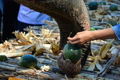 Cropped hand feeding elephant