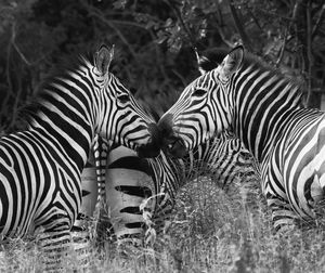 View of two zebras