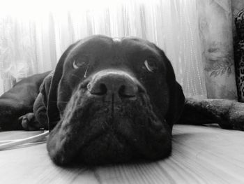 Close-up portrait of a dog at home