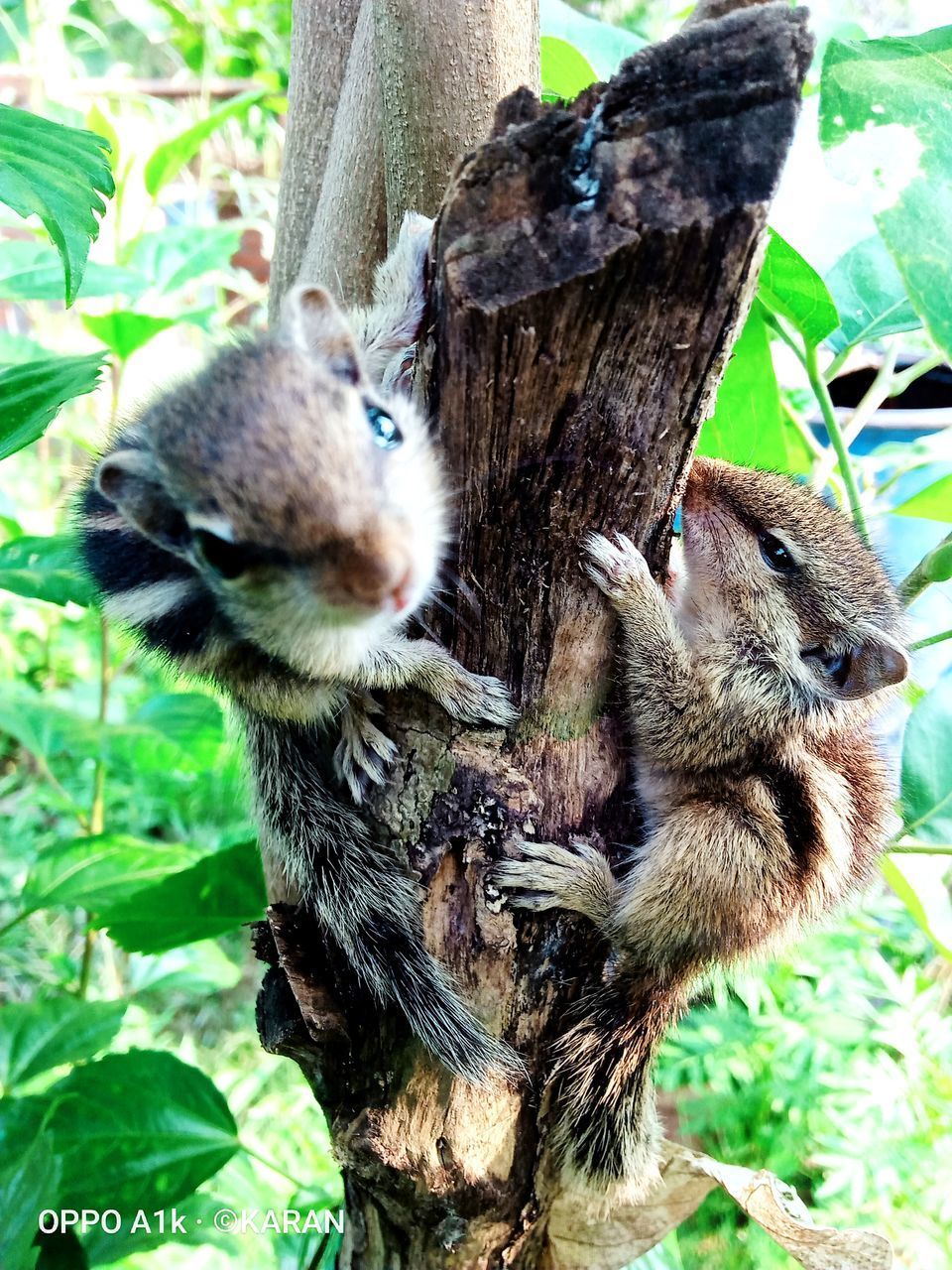 CLOSE-UP OF SQUIRREL