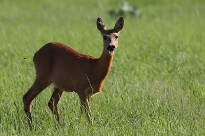 Portrait of deer standing on field