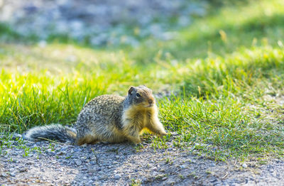 Squirrel on a field