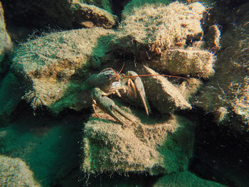 Close-up of a turtle in sea