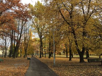 Road amidst trees during autumn