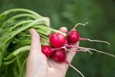 Close-up of hand holding radish