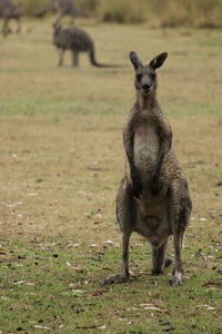 Kangaroos on field