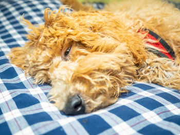 Close-up of dog sleeping