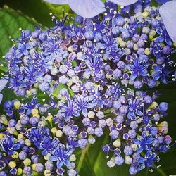 Close-up of purple flowers