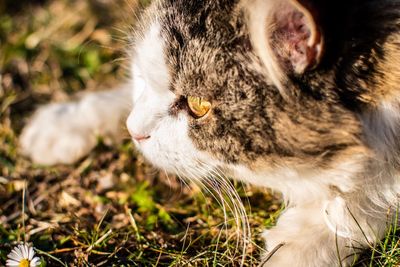 Close-up of cat looking away