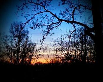 Silhouette of bare trees against sky at sunset