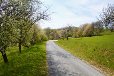 Empty road along trees