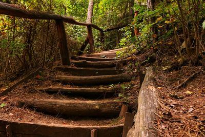 Steps in forest