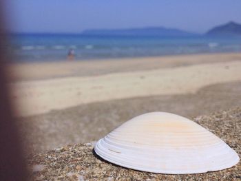 Close-up of shell on beach against sky