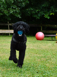 Soccer ball on grassy field