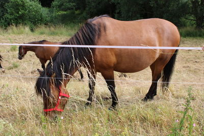 Horse grazing on field