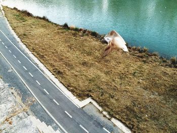 Dog standing on grass