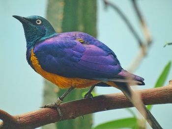 Close-up of a bird perching on branch