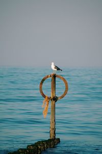 Seagull perching on wooden post by sea against sky