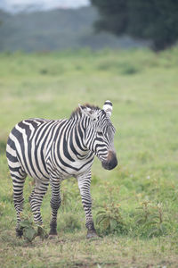 Zebra standing in a field