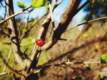 Close-up of ladybug on branch
