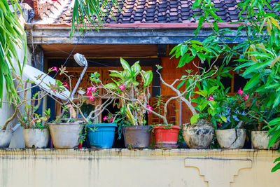 Potted plants outside house