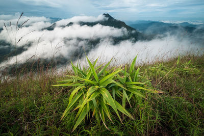 Plants growing on land against sky