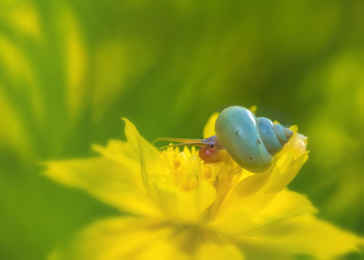 Close-up of insect pollinating on yellow flower