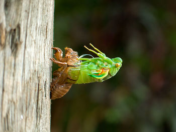 Close-up of insect on tree trunk