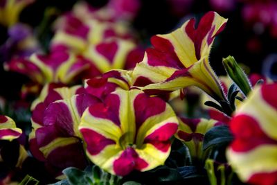 Close-up of flowers blooming outdoors