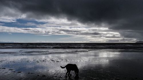 Silhouette of a dog on beach