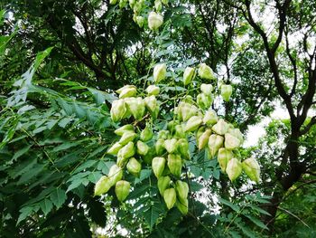 Low angle view of fruits growing on tree