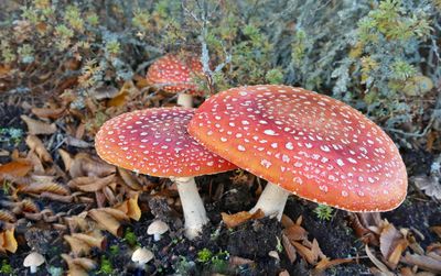 Close-up of fly agaric mushroom on field