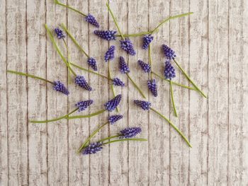 Directly above shot of purple flowering plant on table