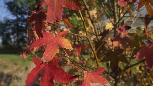 Close-up of maple leaves