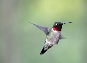 Bird flying over white background