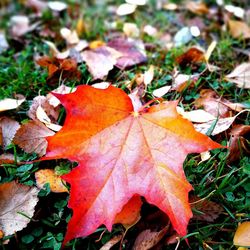 Close-up of fallen maple leaves