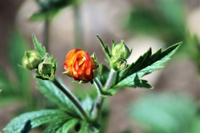 Close-up of orange flowering plant