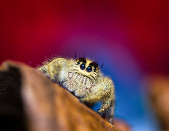 Close-up of spider