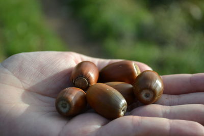 Close-up of acorns on hand