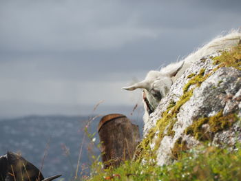 Close-up of goat by rock against sky