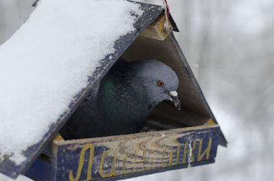 Close-up of bird perching on snow